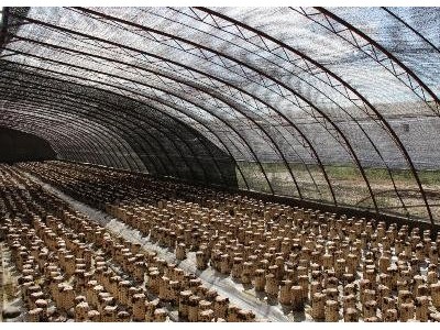 昭通食用菌种植基地供应量9吨图2