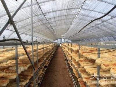 昭通食用菌种植基地供应量9吨图5