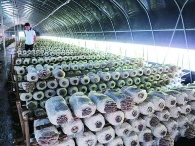昭通食用菌种植基地供应量9吨图3
