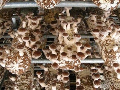 昭通食用菌种植基地供应量9吨
