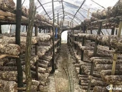 昭通食用菌种植基地供应量9吨图4