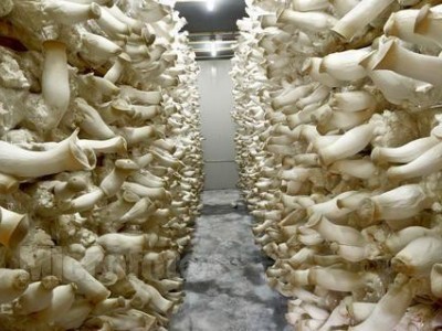 昭通食用菌种植基地供应量9吨图8