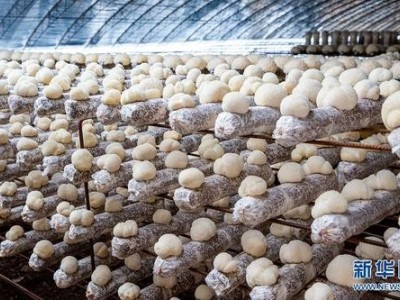 昭通食用菌种植基地供应量9吨图6