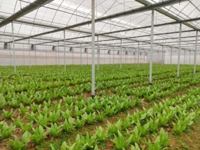 丽江沐然青菜种植基地供应量16吨
