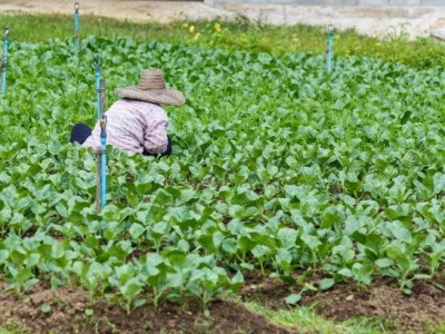 丽江沐然青菜种植基地供应量16吨图3