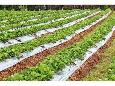丽江沐然青菜种植基地供应量16吨图6