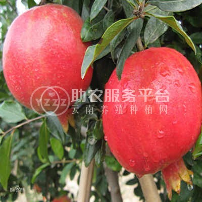 曲靖石榴种植基地图2