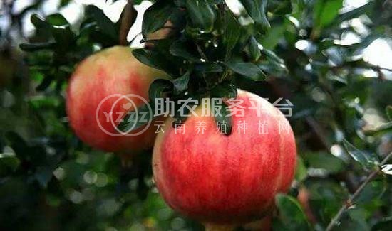 曲靖石榴种植基地图1
