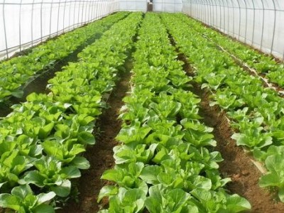 丽江沐然青菜种植基地供应量16吨图7