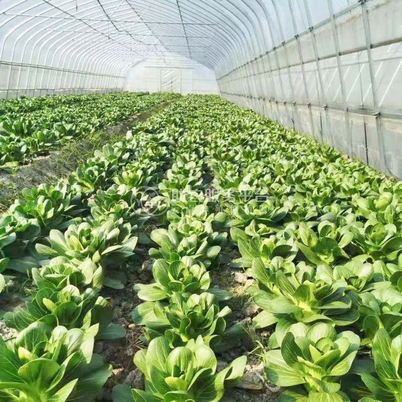 丽江沐然青菜种植基地供应量16吨图8