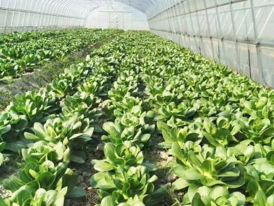 丽江沐然青菜种植基地供应量16吨图8