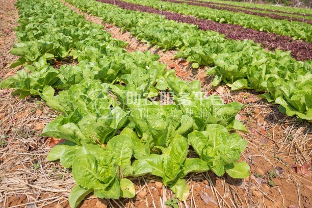 丽江沐然青菜种植基地供应量16吨图9