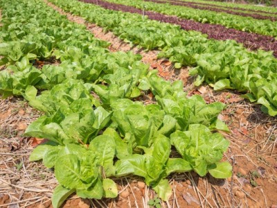 丽江沐然青菜种植基地供应量16吨图9