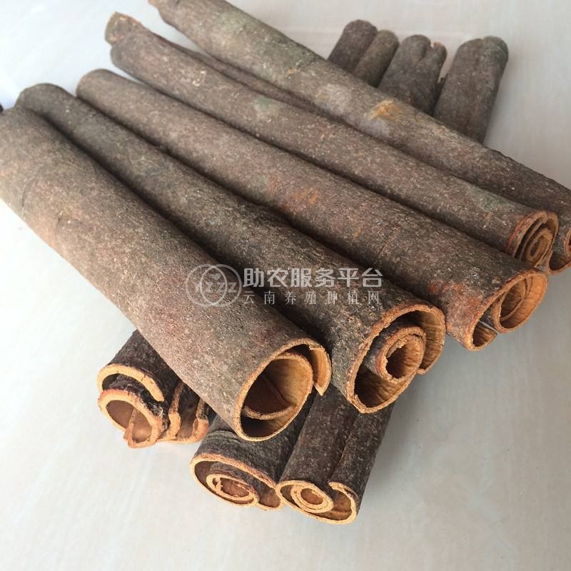 楚雄肉桂种植基地供应5吨图1
