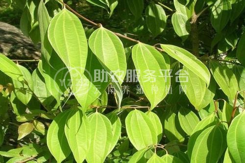 楚雄肉桂种植基地供应5吨图2
