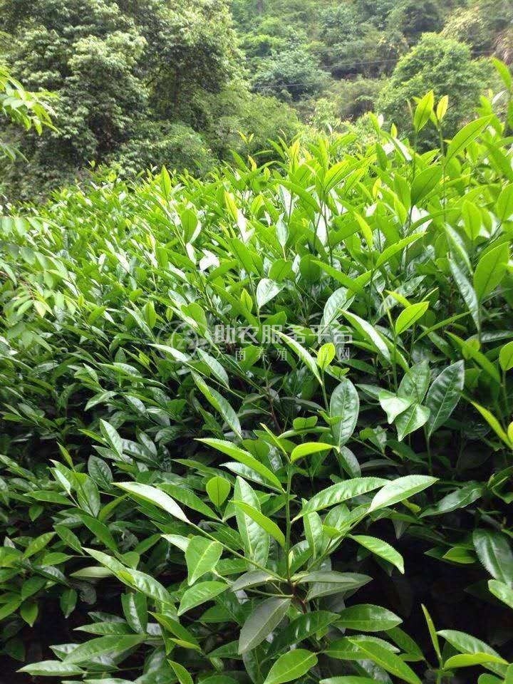 楚雄肉桂种植基地供应5吨图3