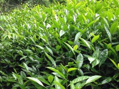 楚雄肉桂种植基地供应5吨图3