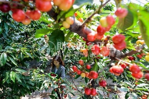 昭通樱桃种植基地供应量8吨图5