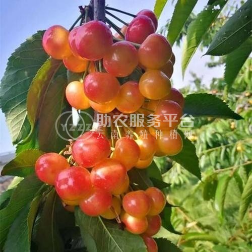 昭通樱桃种植基地供应量8吨图4