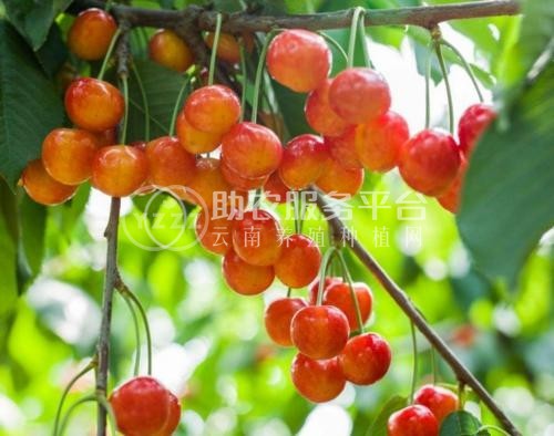 昭通樱桃种植基地供应量8吨图1