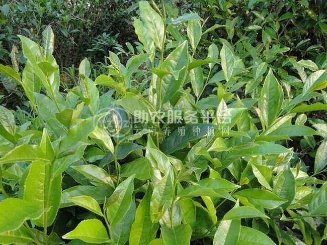 楚雄肉桂种植基地供应5吨图4