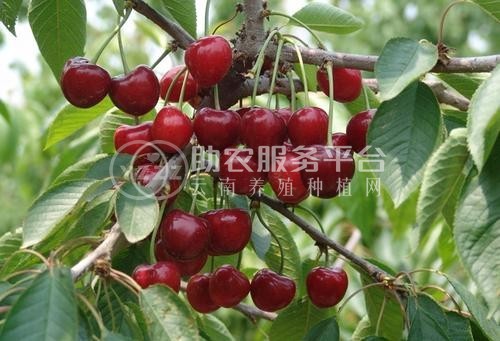 昭通樱桃种植基地供应量8吨图6