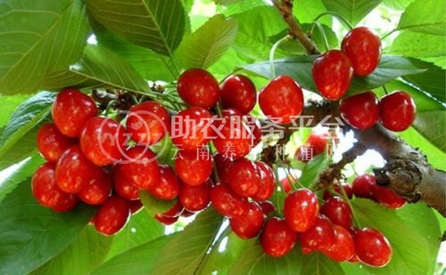 昭通樱桃种植基地供应量8吨图7