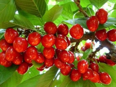昭通樱桃种植基地供应量8吨图7