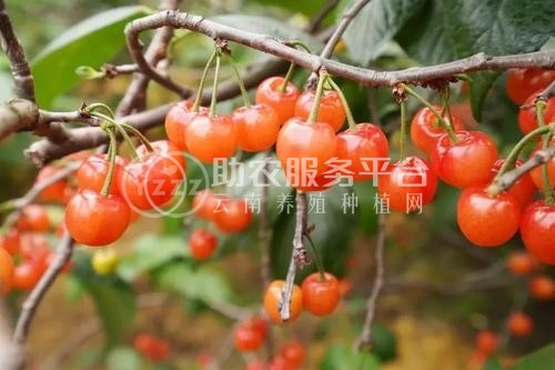昭通樱桃种植基地供应量8吨图8