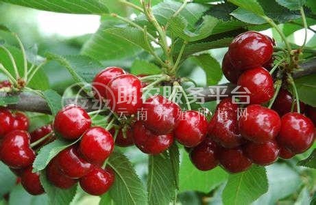 昭通樱桃种植基地供应量8吨图9