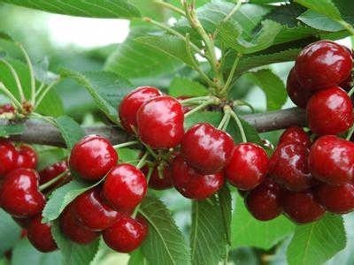 昭通樱桃种植基地供应量8吨图9