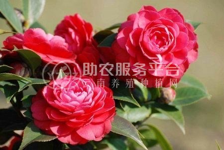 曲靖宣威市会泽县大井镇山茶花中惠种植基地 供应商100亩图5