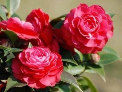 曲靖宣威市会泽县大井镇山茶花中惠种植基地 供应商100亩图5