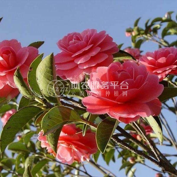 曲靖宣威市会泽县大井镇山茶花中惠种植基地 供应商100亩图4
