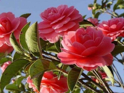 曲靖宣威市会泽县大井镇山茶花中惠种植基地 供应商100亩图4