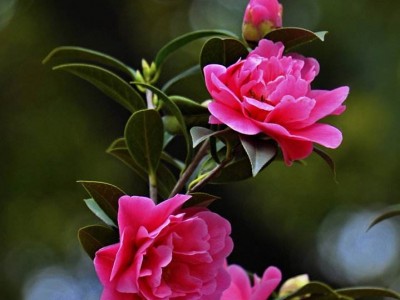 曲靖宣威市会泽县大井镇山茶花中惠种植基地 供应商100亩图2
