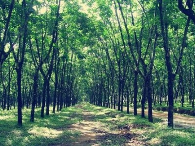 临沧橡胶种植基地供应量10吨图3