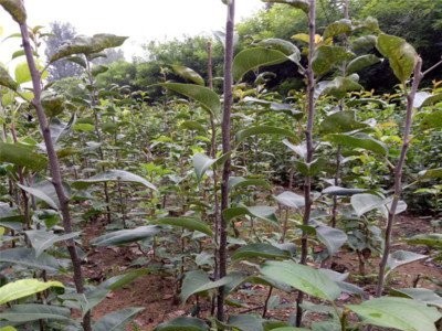 丽江霞客梨种植基地供应8吨图2