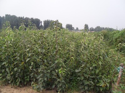 丽江霞客梨种植基地供应8吨图3