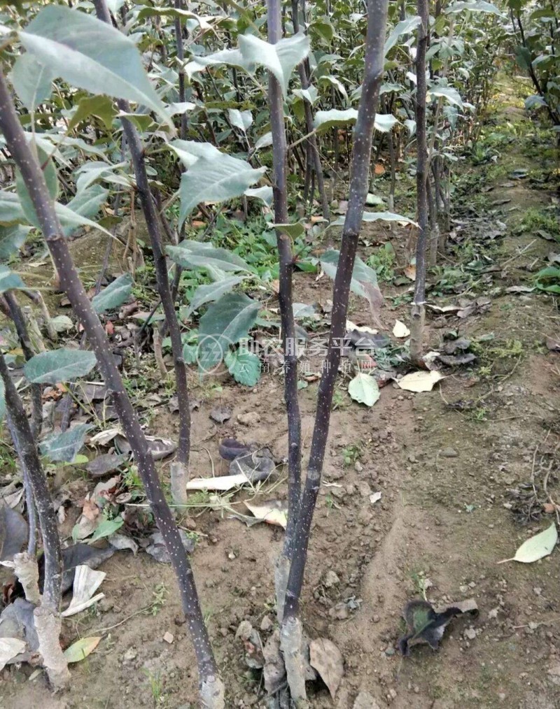丽江霞客梨种植基地供应8吨图4