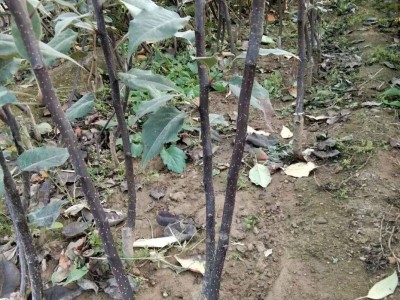 丽江霞客梨种植基地供应8吨图4