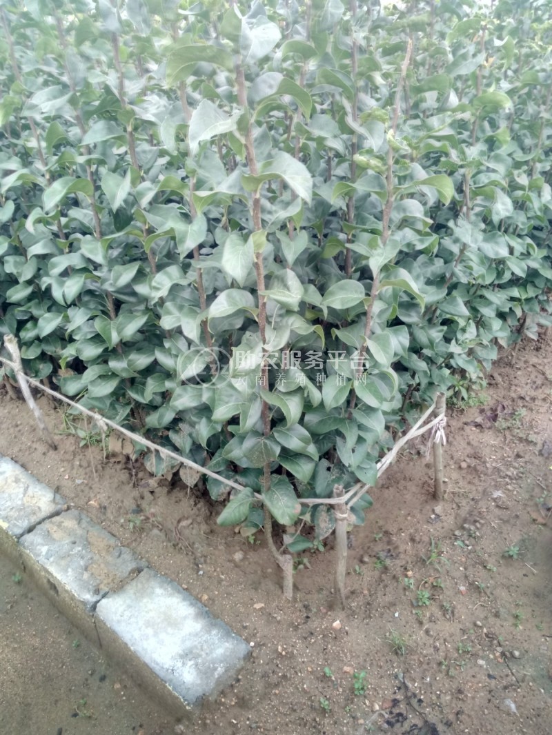 丽江霞客梨种植基地供应8吨图5