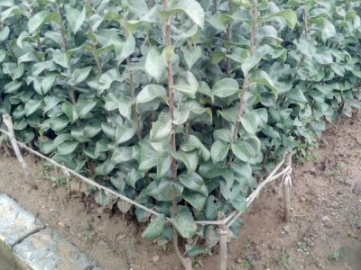 丽江霞客梨种植基地供应8吨图5