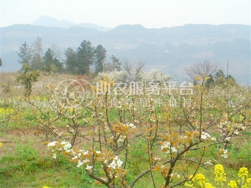 丽江霞客梨种植基地供应8吨图6
