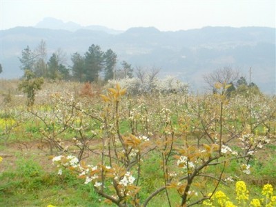 丽江霞客梨种植基地供应8吨图6