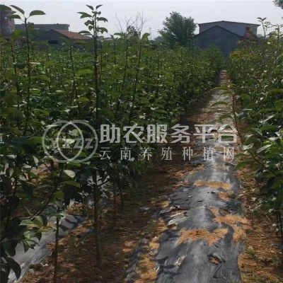 丽江霞客梨种植基地供应8吨图7