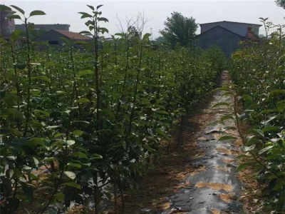 丽江霞客梨种植基地供应8吨图7
