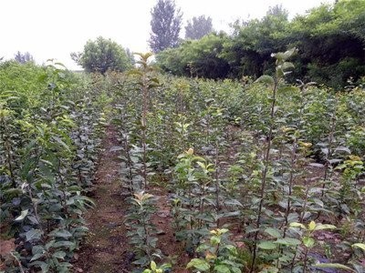 丽江霞客梨种植基地供应8吨图8