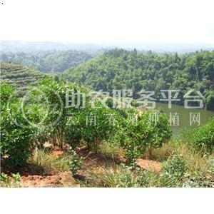 丽江霞客梨种植基地供应8吨图9