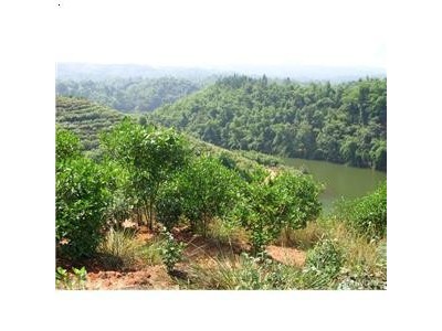 丽江霞客梨种植基地供应8吨图9